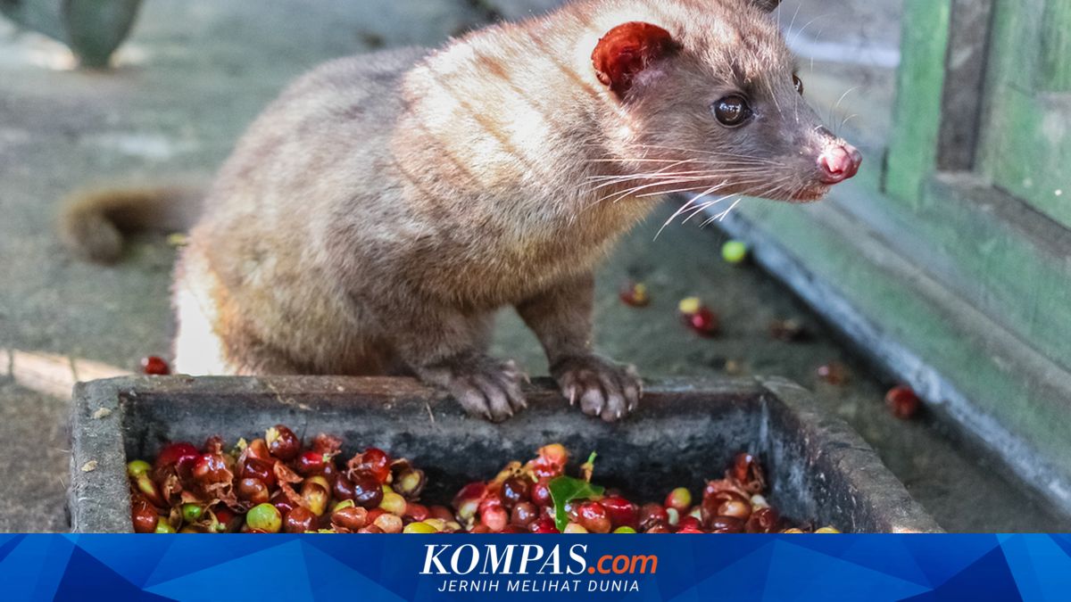 Risiko Kesehatan Tersembunyi di Balik Harga Tinggi Kopi Luwak